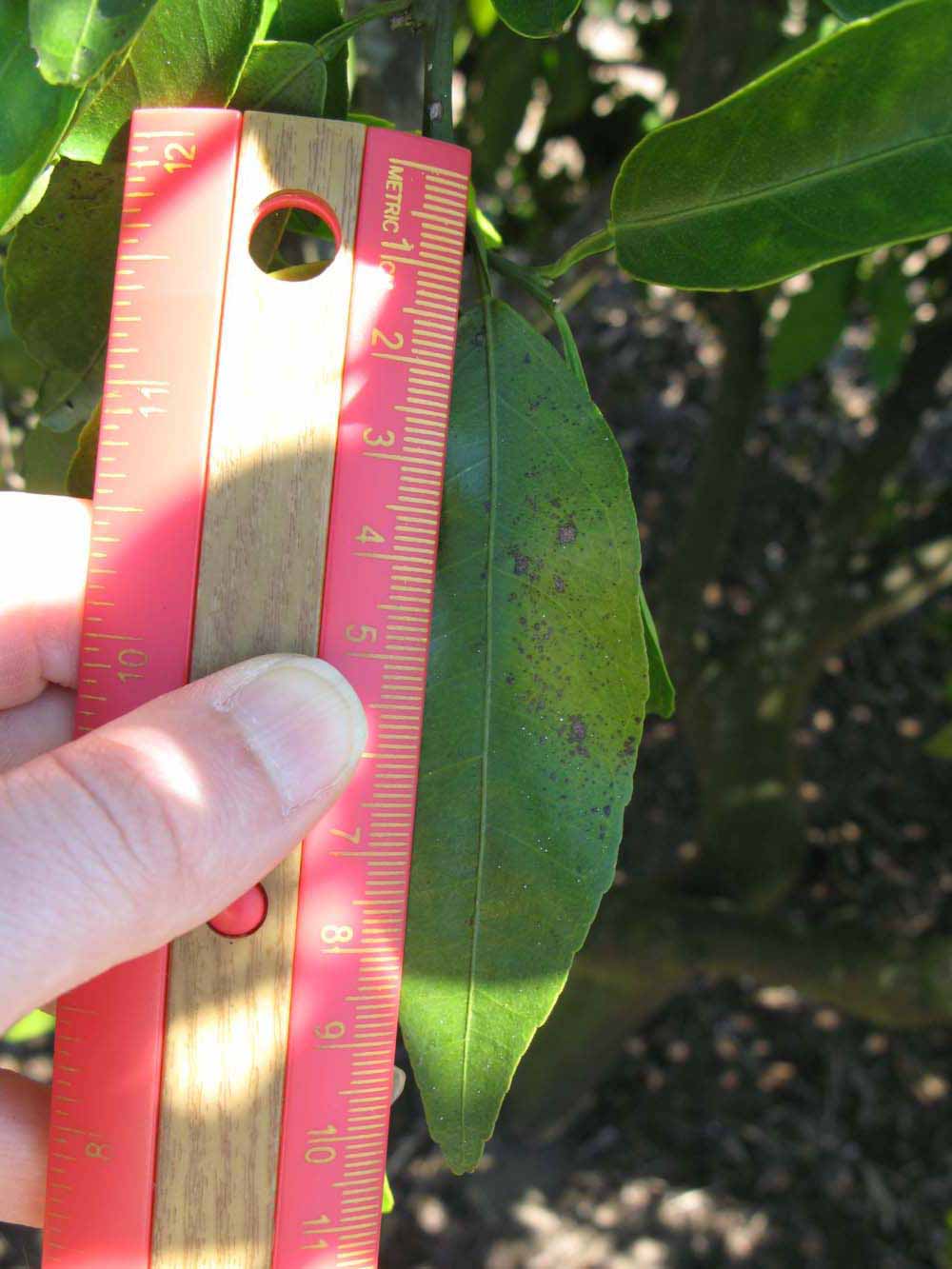              Unifoliolate leaf (Winter Haven, FL)       